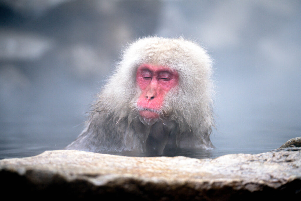 温泉に浸かる日本猿
