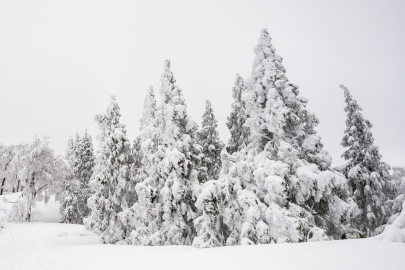 氷ノ山　雪の樹木

