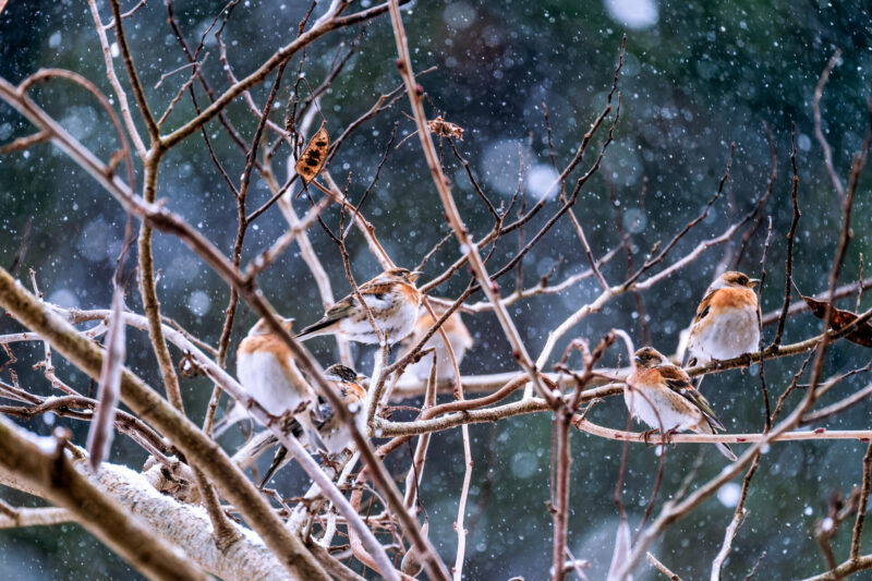 野鳥と雪